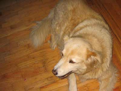 baskie waits in the living room