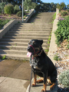 blissful kehoe poses after a happy romp at the park